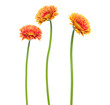 three Vertical orange gerbera flowers with long stem isolated on white background