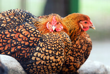 Golden Wyandotte Chicken Close up Free Stock Photo Public Domain Pictures