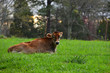 © David M. Hammonds - cow