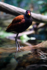 Wall Mural - Common Moorhen Bird Standing on Log in Water