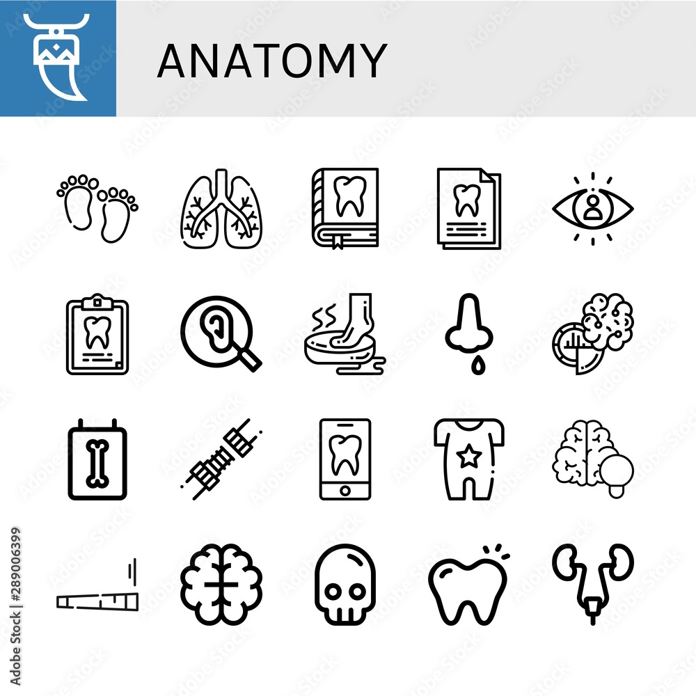 Set of anatomy icons such as Tooth, Feet, Lungs, Dental record ...