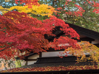 Canvas Print - 紅葉　角館・武家屋敷