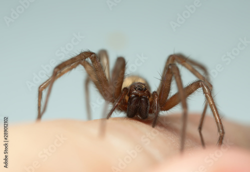 Barn Funnel Weaver Tegenaria Domestica Spider On Human Skin This