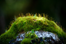 Green Moss On The Rock