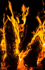 Wall Mural - bright orange languages of a fire on wooden logs at night. wood on fire. bonfire at night. campfire. beautiful flame on black background.