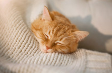 Red Domestic Cat Lying In Bed Close-up.
