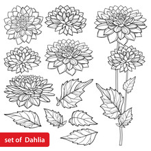 Set With Outline Dahlia Or Dalia Flower And Ornate Leaf In Black Isolated On White Background.
