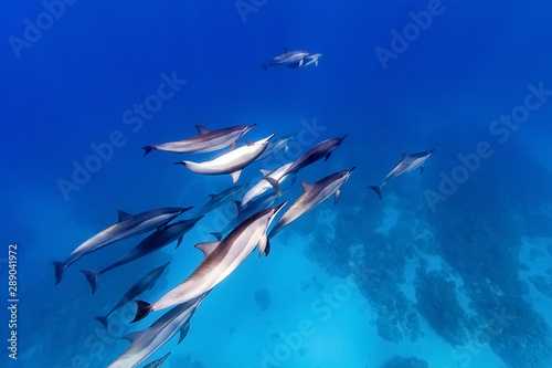 Fototapety delfiny  rodzina-delfinow
