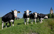 © A - Dutch cows in meadow. Netherlands. Farming.