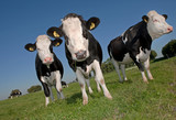 Fototapeta Pokój dzieciecy - Dutch cows in meadow. Netherlands. Farming.