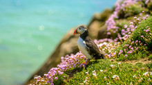 Puffin Atlantic Bird Colors Colorful Ireland Coast Island Fauna Life Wildlife Animal 