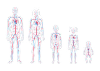 Sticker - circulatory system anatomy