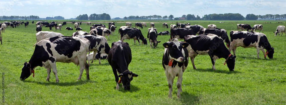 Cows grazing in Dutch meadows. Farming. Agriculture. Netherlands Panorama - obrazy, fototapety, plakaty 