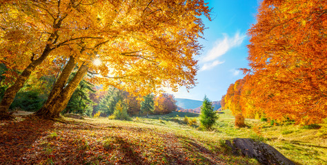 Wall Mural - panoramic landscape of golden autumn trees on meadow