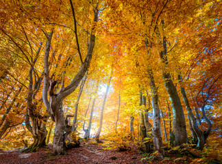 Wall Mural - autumn colors in wild forest - vibrant leaves on trees