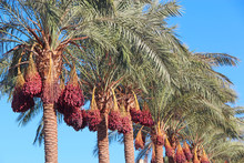 Ripe Fruits Of Date Tree Hang On Tree. Dates Hang On Tree. Tropical Fruits