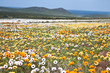 West Coast Langebaan Flower Namakwaland