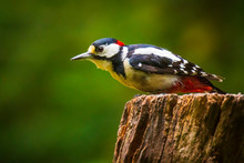 Closeup Of A Great Spotted Woodpecker (Dendrocopos Major) Perched In A Forest