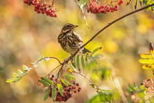 Redwing Turdus Iliacus Bird, Eating Berries In A Forest