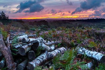 Wall Mural - WInfrith and Tadnoll Nature Reserve, Dorset, England