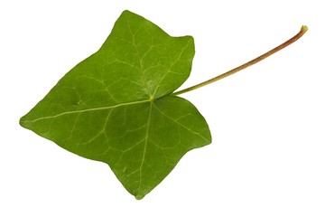 Wall Mural - ivy leaf on white