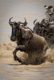 Fototapeta Sport - Blue wildebeest crosses lake with other animals