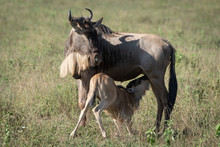 Blue Wildebeest Nurses Calf In Long Grass