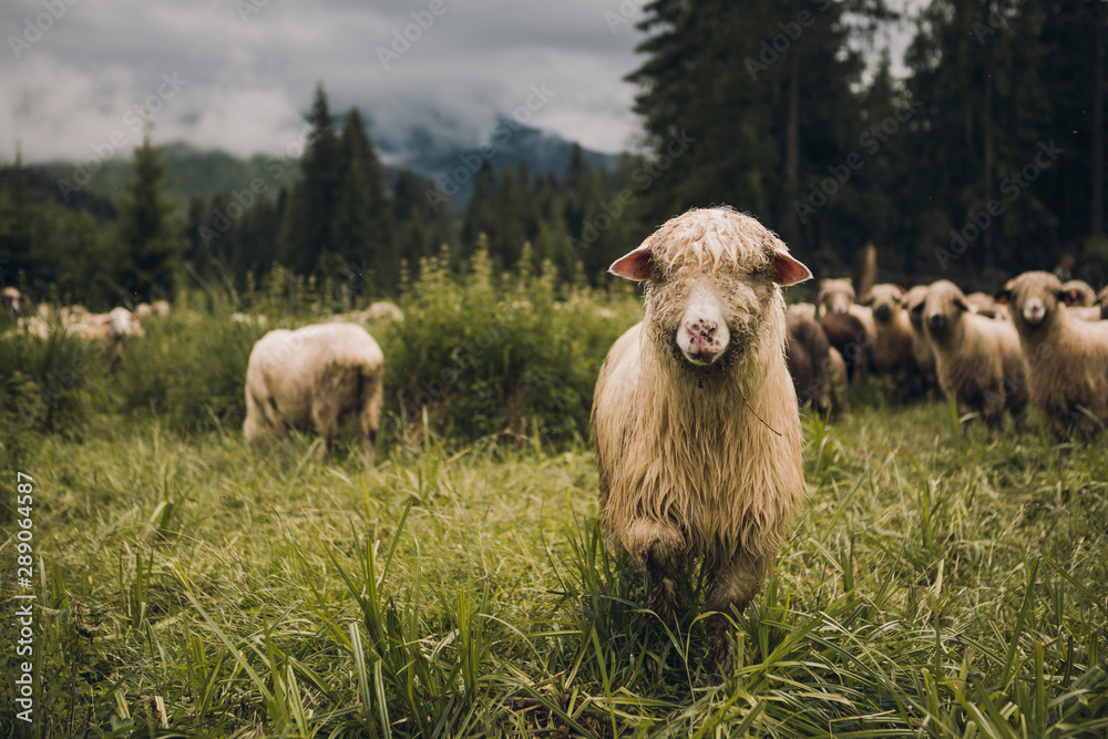 Sheeps group and lambs on a meadow with green grass - obrazy, fototapety, plakaty 