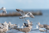 Fototapeta  - Seagulls Feeding on a Baltic Sea Beach on a Sunny Summer Day