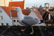 Seagull in the old city. Tallinn, Estonia
