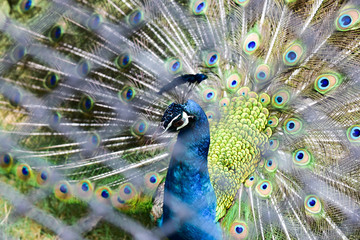 Wall Mural - Green peacock  birds standing in the garden  Bird cage is the biggest in Asia, covering an area of 26 hectares and contains various species birds. 