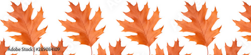Panorama pattern oak autumn leaf