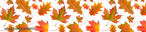 Panorama pattern multicolored autumn leaf  on white background.