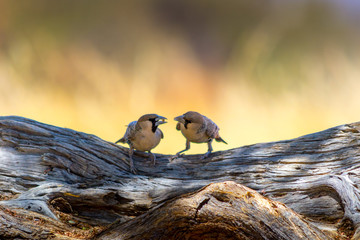 Two sparrow birds playing with food on a wooden branch