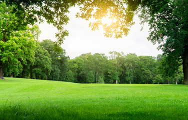 fresh air and beautiful natural landscape of meadow with green tree in the sunny day for summer back