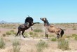 Two mustangs face off in wild west