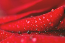 Close-up Rose With Water Drops As A Bright Background. Defocused Background For Romantic Lettering.