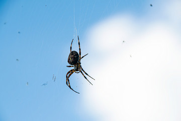brown cross spider hanging in mid air by silky thread