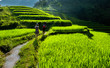Young man and woman hiking through the terraced rice fields of Hoang Su Phi district, Ha Giang province. Scenic mountaneous area of Hoang Su Phi, Northern Vietnam. 
