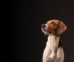 Portrait of a hunting dog made in the studio on a black background. Male Estonian hound, three years old. Close-up portrait. Copy space.