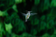 Anna's Hummingbird In Flight, Vancouver Island, British Columbia, Canada