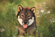 Beautiful Japanese dog breed shikoku sitting in the forest in fall