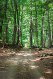 Fototapeta Natura - Beech grove landscape with a walkway path