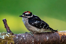 Downy Woodpecker On A Branch, Canada