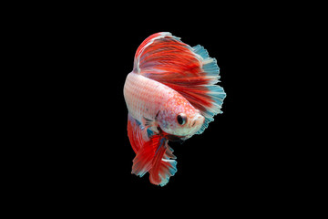Canvas Print - Close-Up Of Siamese Fighting Fish Against Black Background