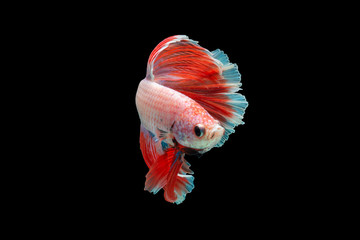 Sticker - Close-Up Of Siamese Fighting Fish Against Black Background