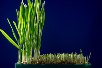 Sticker - Green grass in small greenhouse