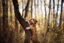 Red Dog In The Autumn On The Nature. Nova Scotia Duck Tolling Retriever