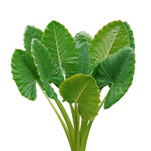 Heart Shaped Green Leaves Of Elephant Ear Or Giant Taro (Alocasia Macrorrhizos), Tropical Rainforest Plant Bush Isolated On White Background With Clipping Path.