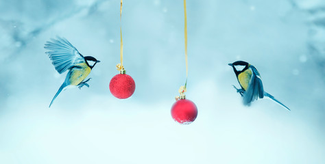 Wall Mural - Christmas card with two birds Tits flying in the winter garden next to the festive glass red balls